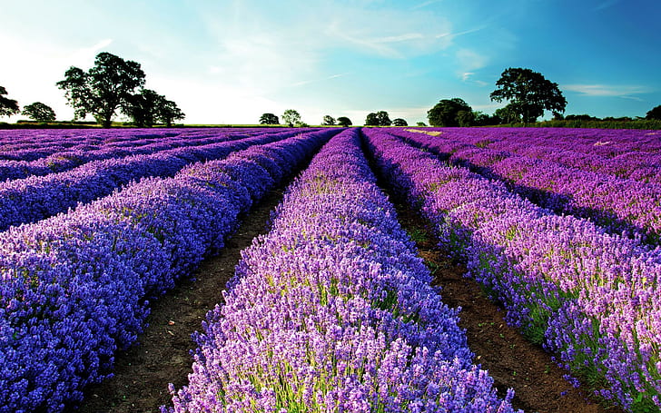 lavender, field, purple, purple flowers, garden, landscape
