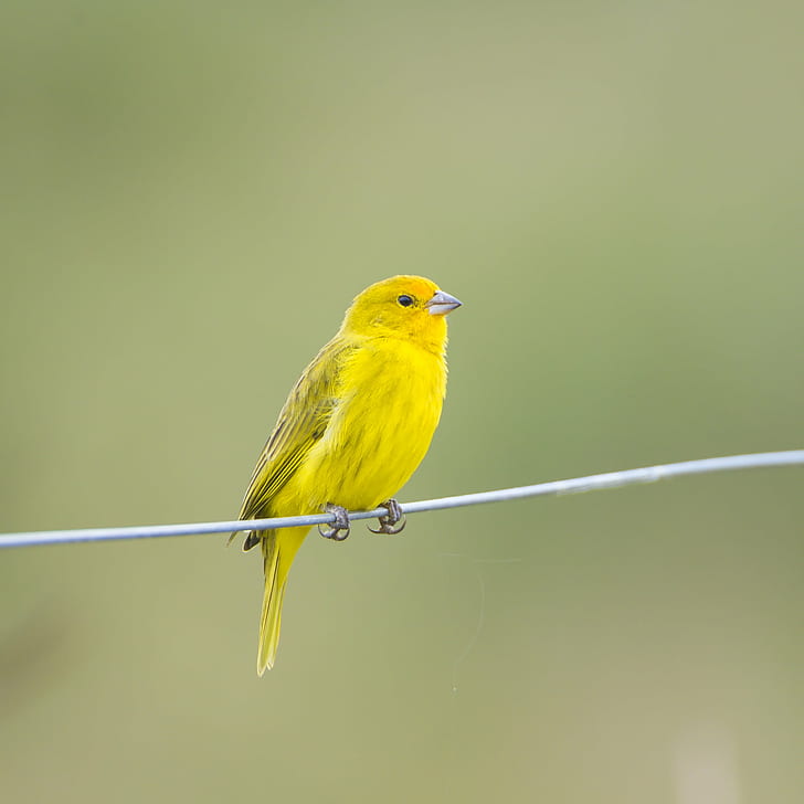 focus photo of yellow bird perching in wire, saffron finch, saffron finch