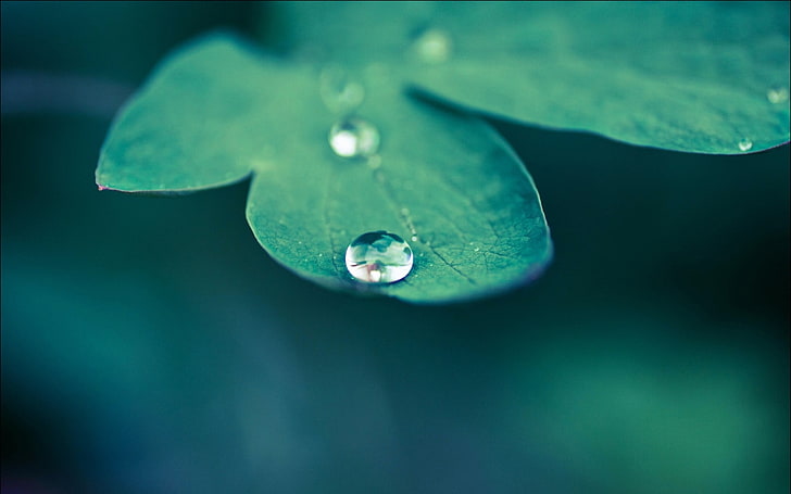 water dew, macro, nature, leaves, water drops, plants, leaf, raindrop, HD wallpaper