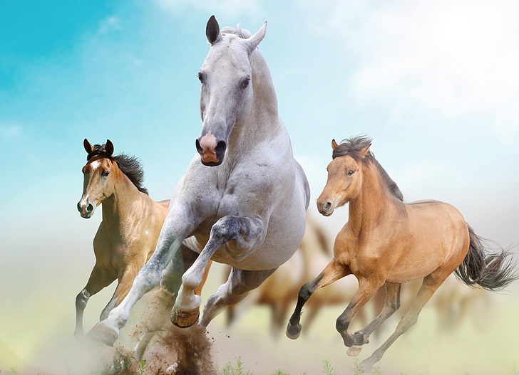 Bay Horse 1080P, 2K, 4K, 5K HD wallpapers free download | Wallpaper Flare