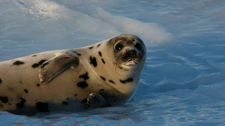 HD wallpaper: Sea Lion on body of water, Seal pup, Atlantic Ocean, snow,  funny | Wallpaper Flare