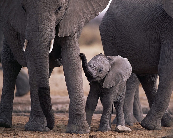 baby animals Animals Elephant HD Wallpapers  Desktop and Mobile Images   Photos