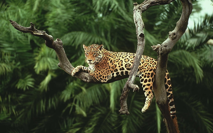Jaguar 1080P, 2K, 4K, 5K HD wallpapers free download | Wallpaper Flare