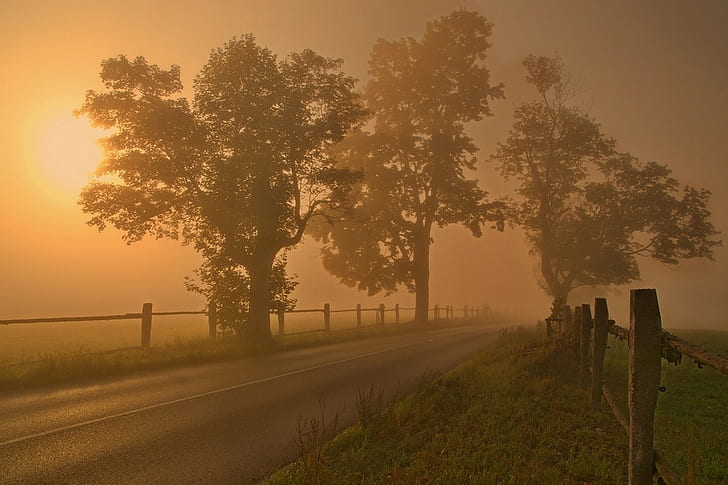 landscape, nature, fence, morning, road, trees, mist, grass, HD wallpaper