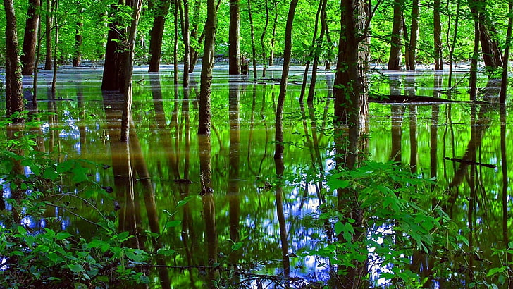 reflection, water, green, nature, vegetation, tree, swamp, wetland, HD wallpaper