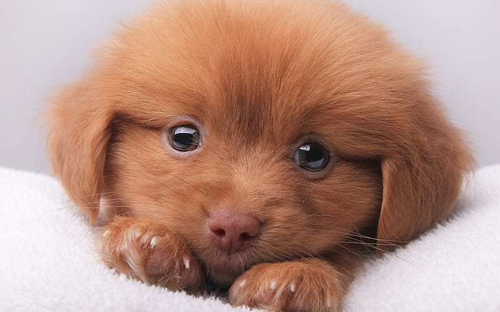 HD wallpaper: Cute Brown Puppy | Wallpaper Flare
