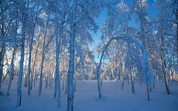 Trees Forest Snow Winter HD, nature