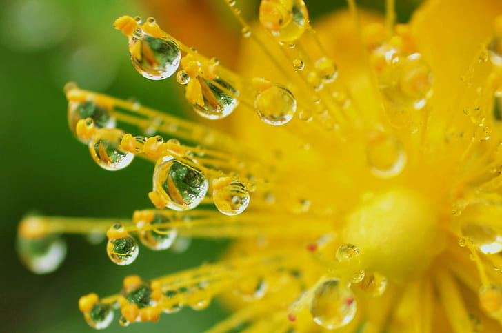 shallow focus photography of yellow flower, Enchanted, drops, HD wallpaper