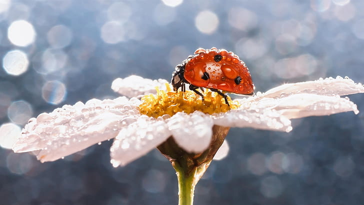 Daisy flower, insect, ladybug, water drops, ladybug and white flower, HD wallpaper