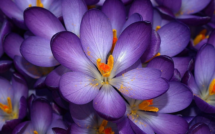 nature, flowers, crocus, purple flowers, HD wallpaper