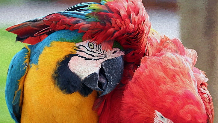 macaws, parrot, birds, animal, animal themes, vertebrate, multi colored, HD wallpaper