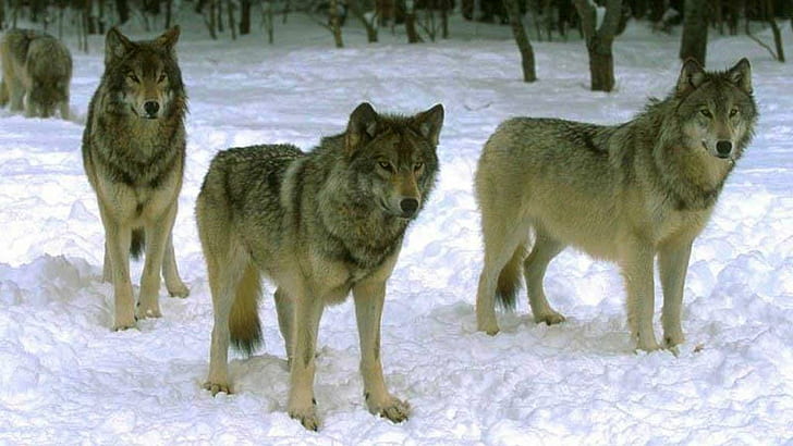 Wolf Pack Waiting On The Hunt, animals, grey wolf, nature, snow, HD wallpaper