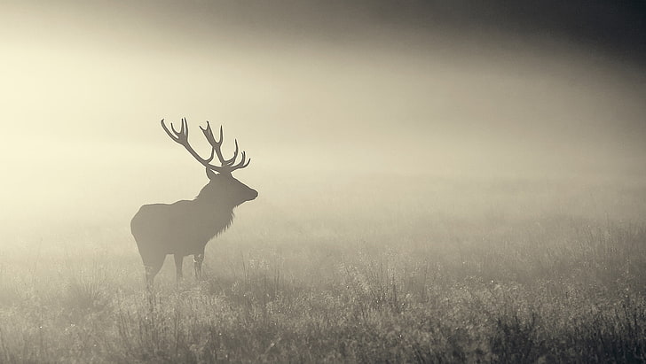 silhouette of deer, nature, mist, animals, elk, animal themes