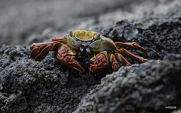 close photography of crab, crab, Sally Lightfoot Crab, Grapsus grapsus, HD wallpaper