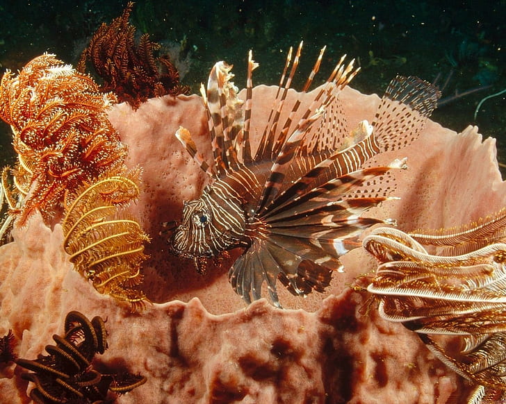 lionfish, underwater, animals, HD wallpaper