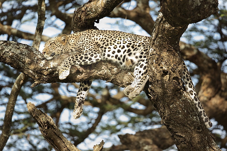 leopard (animal), big cats, animals, tree, animals in the wild, HD wallpaper