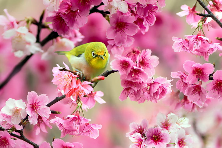 white-eyed vireo, flowers, branches, cherry, tree, bird, Sakura, HD wallpaper