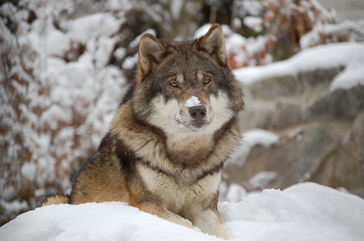 Utonagan wolf on white snow near rock hill, winter, dog, animal