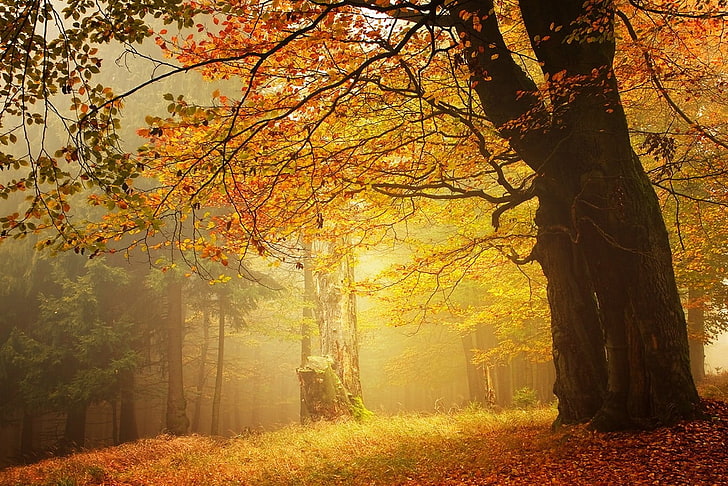 brown leafed tree, amber, forest, fall, mist, leaves, morning, HD wallpaper