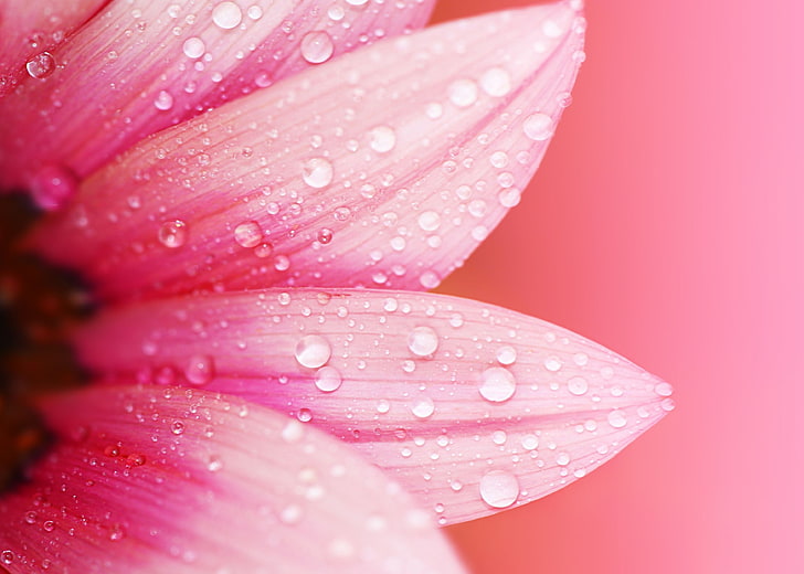 pink Gerbera flower, flowers, water drops, macro, plants, pink color, HD wallpaper