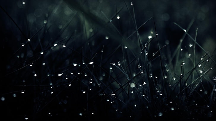 black, dark, grass, nature, fantasy, waterdrop, droplet, water drops