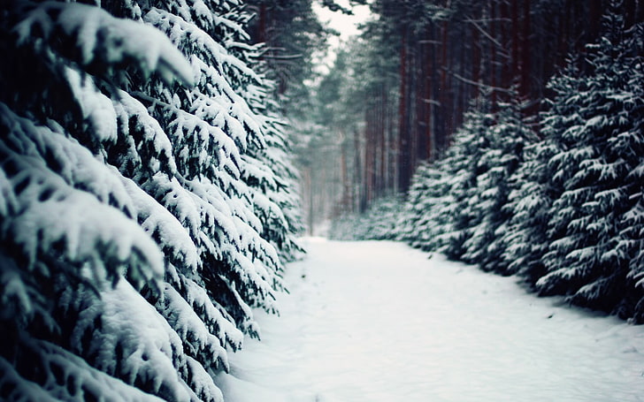 snow road, winter, trees, forest, cold temperature, day, no people, HD wallpaper