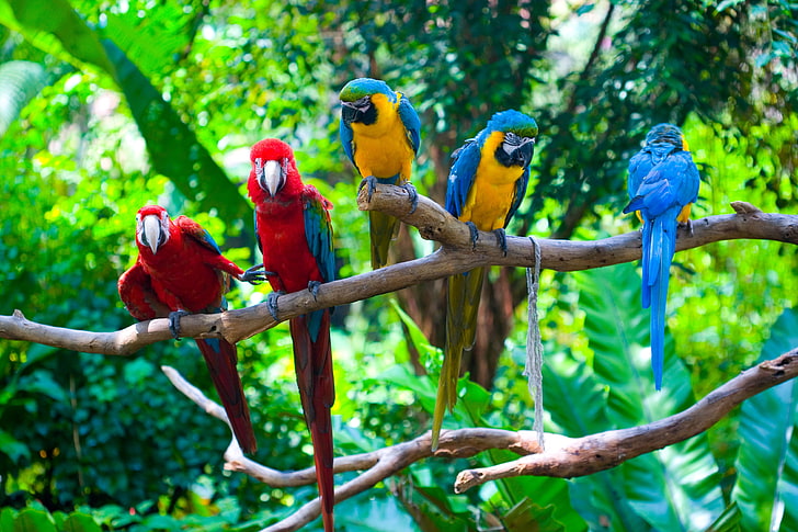 two Scarlet Macaws and three blue-and-yellow Macaws, greens, birds