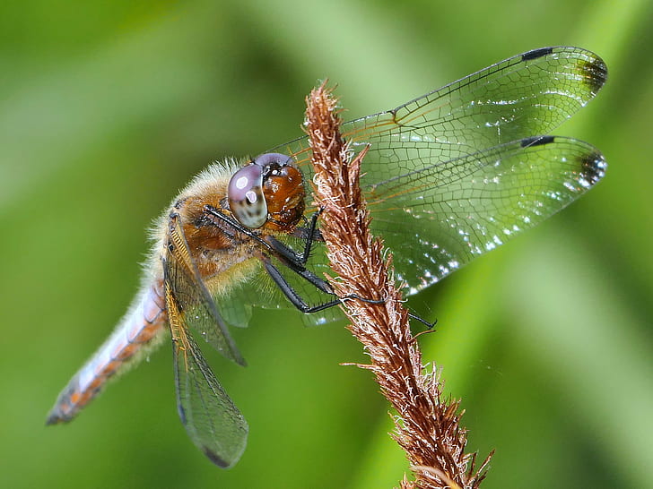 macro photography of brown garden dragonfly perched on stem, Berlin