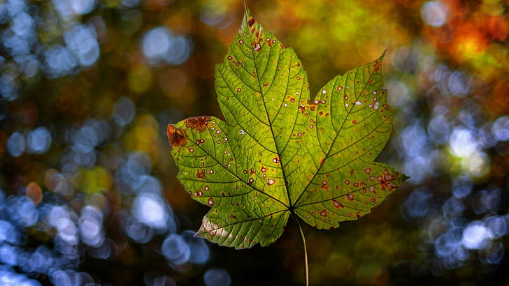 leaves, bokeh, fallen leaves, nature, HD wallpaper