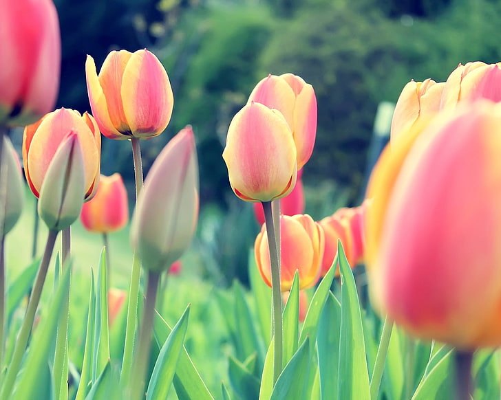 yellow and red petaled flowers, tulips, Dutch, Netherlands, clovers, HD wallpaper