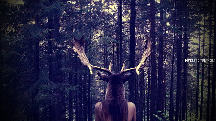 deer and forest, elk, people, nature, tree, plant, one person