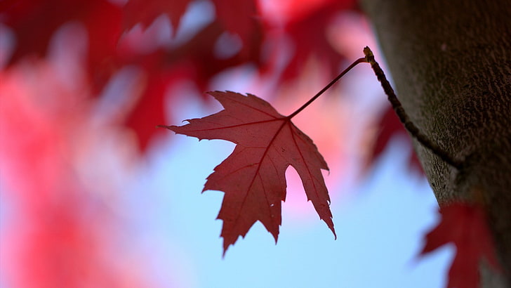 leaves, red leaves, fall, outdoors, autumn, plant part, leaf, HD wallpaper