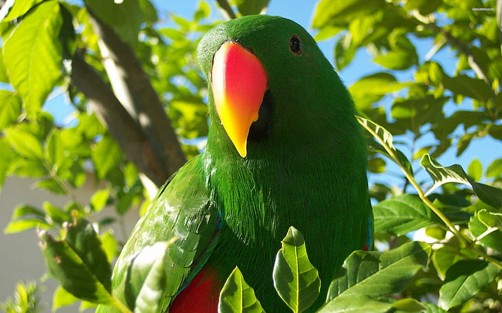 bird, eclectus, parrot, tropical