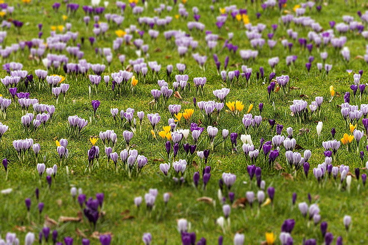 purple and white flowers, plants, crocus, spring, field, flowering plant