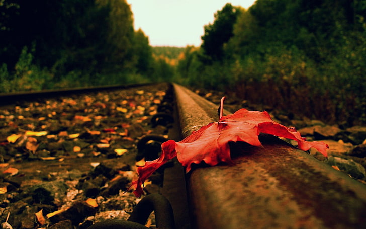 red leaf, selective focus photo of a brown fallen leaf on train track