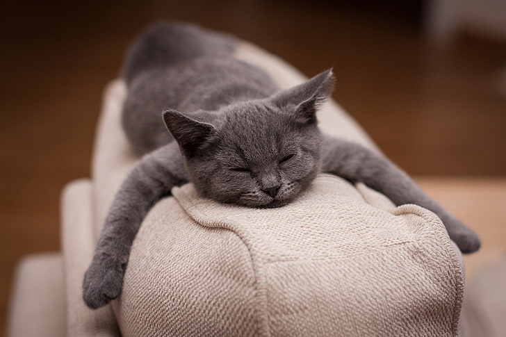 silver tabby cat, sleeping, depth of field, Fabrice Meuwissen, HD wallpaper