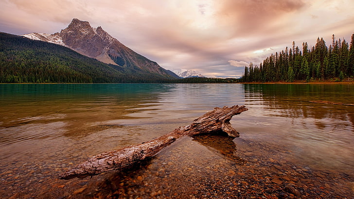 brown driftwood, nature, landscape, water, clouds, Canada, lake, HD wallpaper