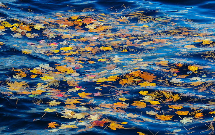 blue, yellow, and red floral area rug, leaves, nature, water, HD wallpaper