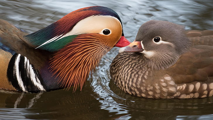 water, love, birds, nature, pond, cute, duck, pair, lovers