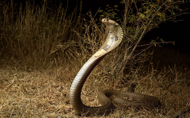 3d Illustration King Cobra The World's Longest Venomous Snake Isolated on  White Background, King Cobra Snake with Clipping Path Stock Illustration |  Adobe Stock