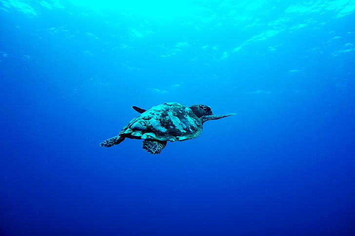 white and brown sea turtle, underwater, photography, blue, undersea, HD wallpaper