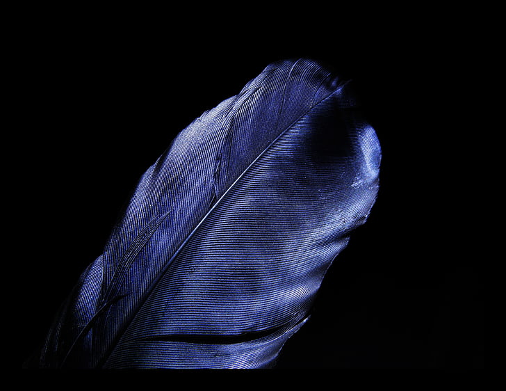 HD wallpaper: Leaf, Blue, Dark, Black, HD, 5K | Wallpaper Flare
