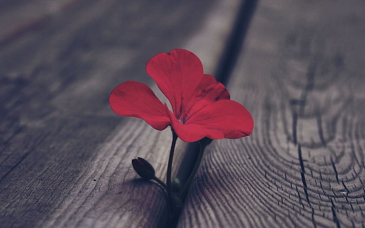 red 3-petaled flower, selective color photo of red petaled flower, HD wallpaper