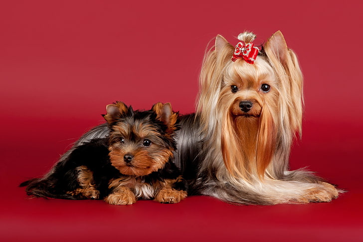 two adult black and tan Yorkshire terrier and puppy, dog, beautiful