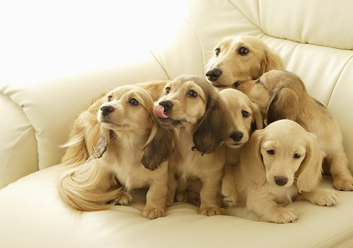 tan dachshund puppy litter, puppies, muzzle, down, many, dog