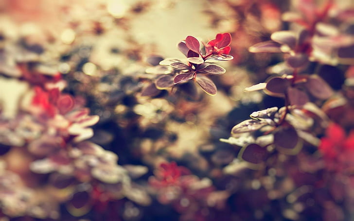 nature, macro, flowers, leaves, HD wallpaper