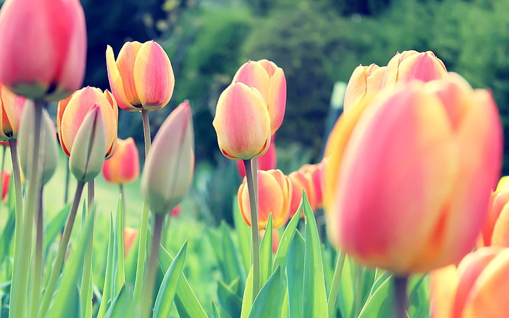 orange and pink tulips, Dutch, Netherlands, flowers, clovers
