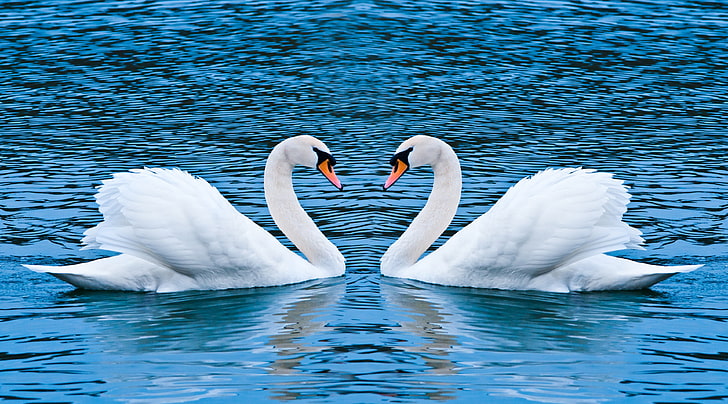 Two Swans, two white swans, Love, mute swan, water, animals in the wild, HD wallpaper