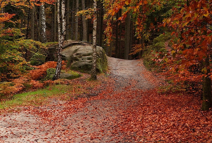 two brown and black chickens, forest, path, leaves, fall, trees, HD wallpaper