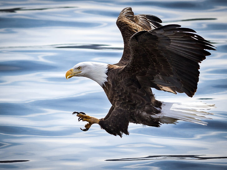 animals, birds, eagle, bald eagle, animals in the wild, animal themes, HD wallpaper